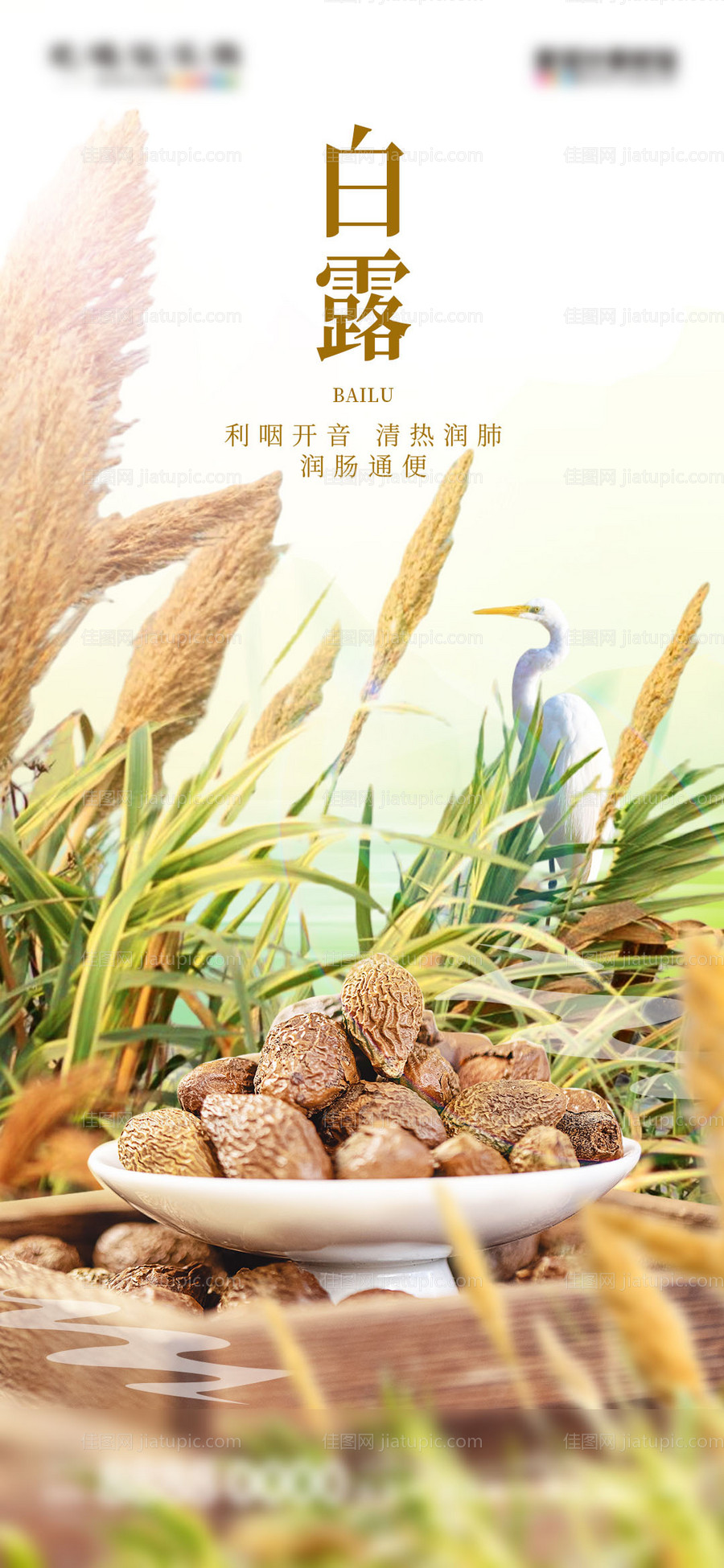 白露节气海报-源文件