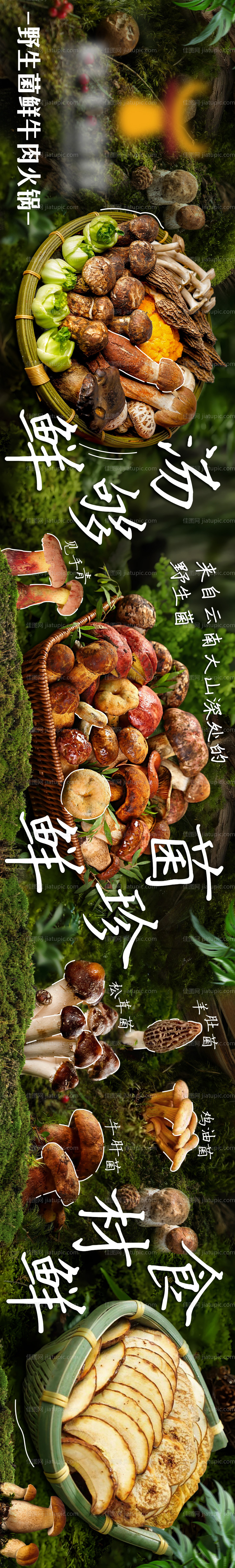 夏季菌子五图-源文件