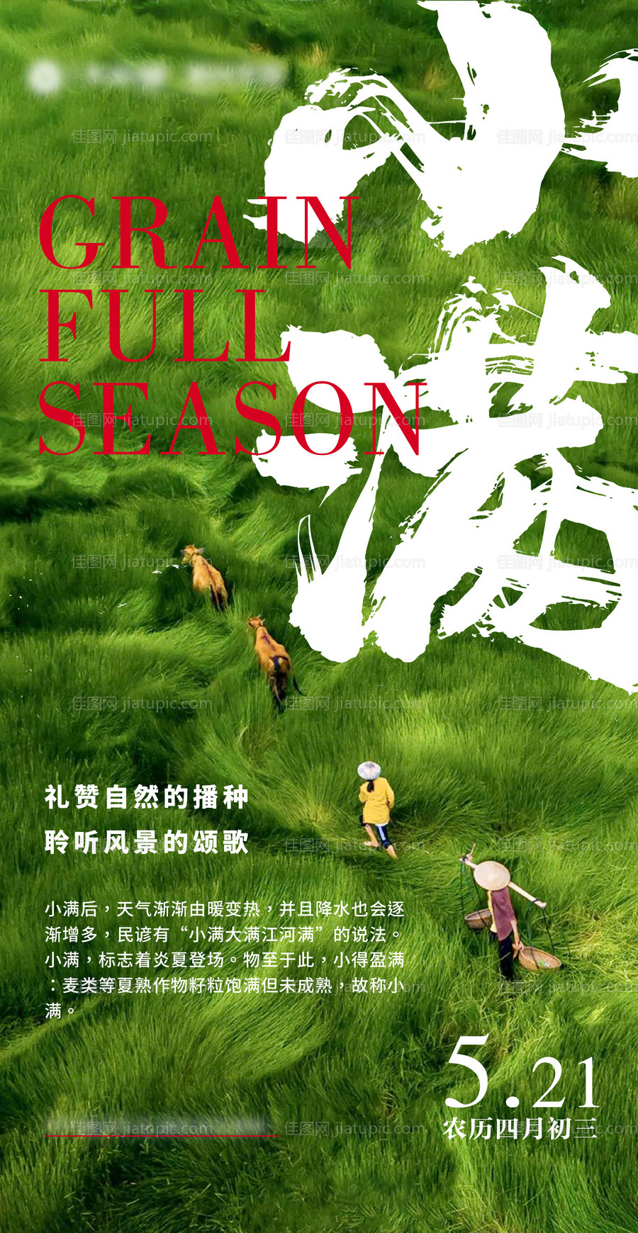 小满节气海报-源文件