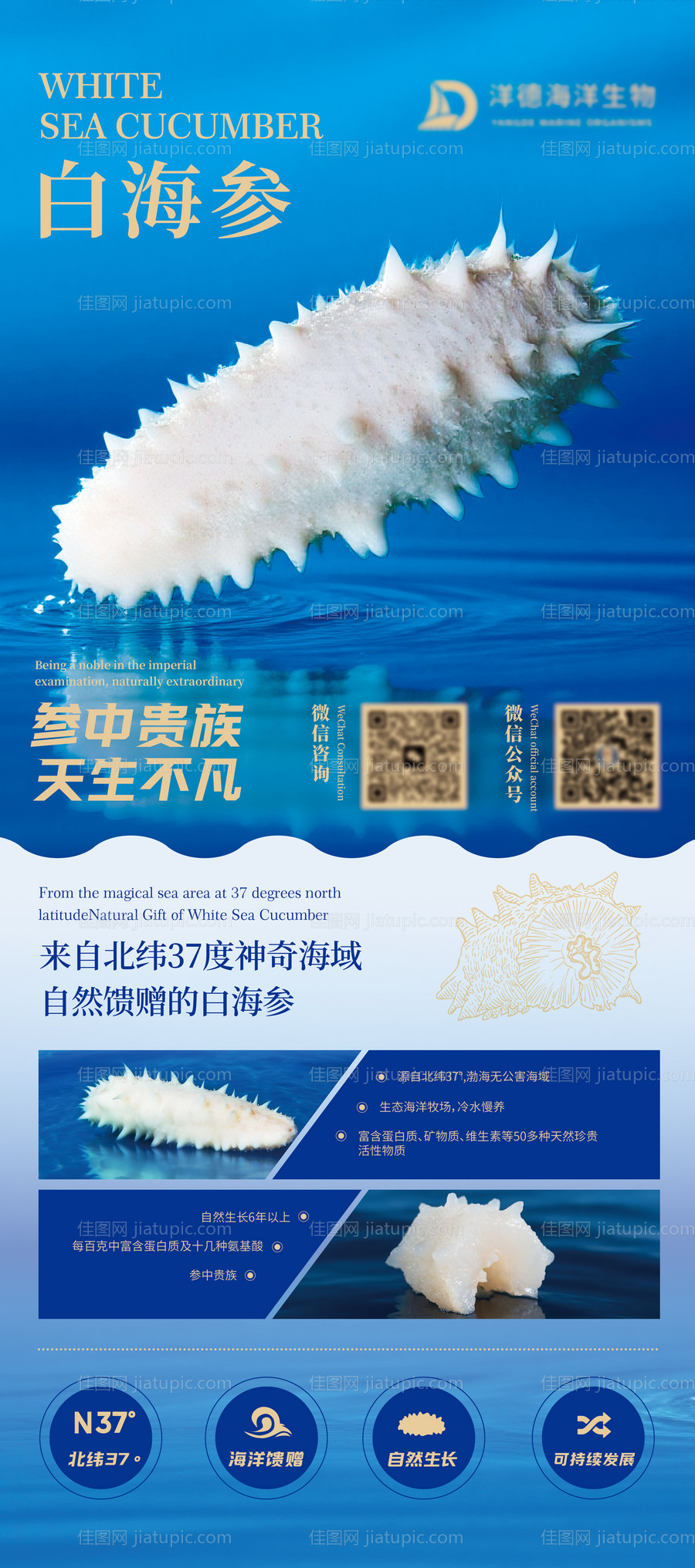 海参易拉宝-源文件