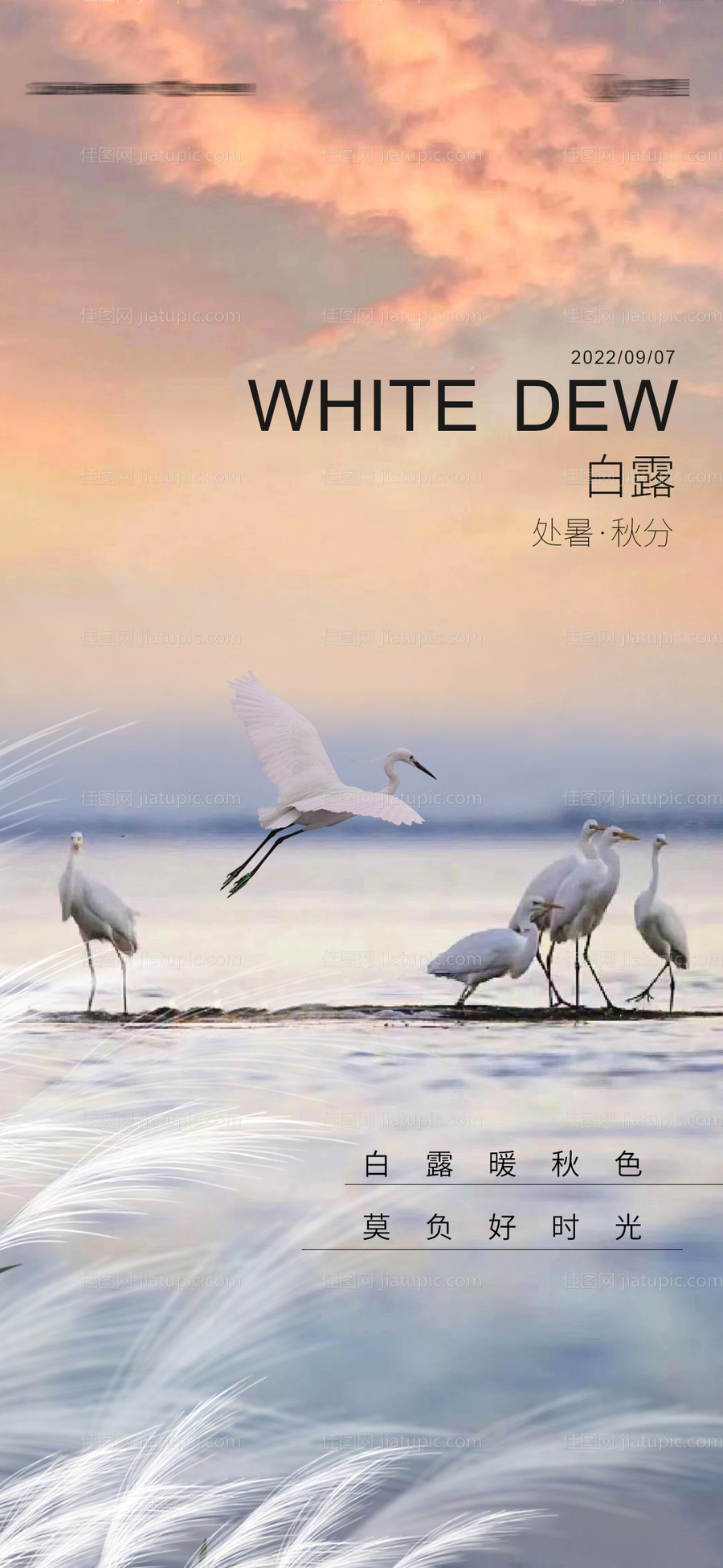 白露处暑秋分节气移动端海报-源文件