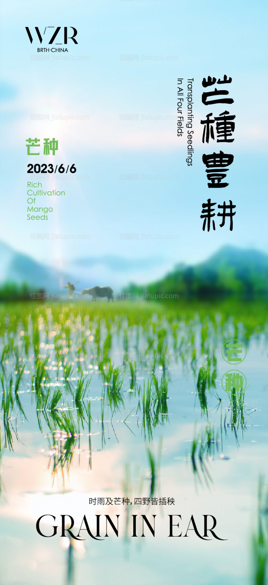 芒种节气海报-源文件