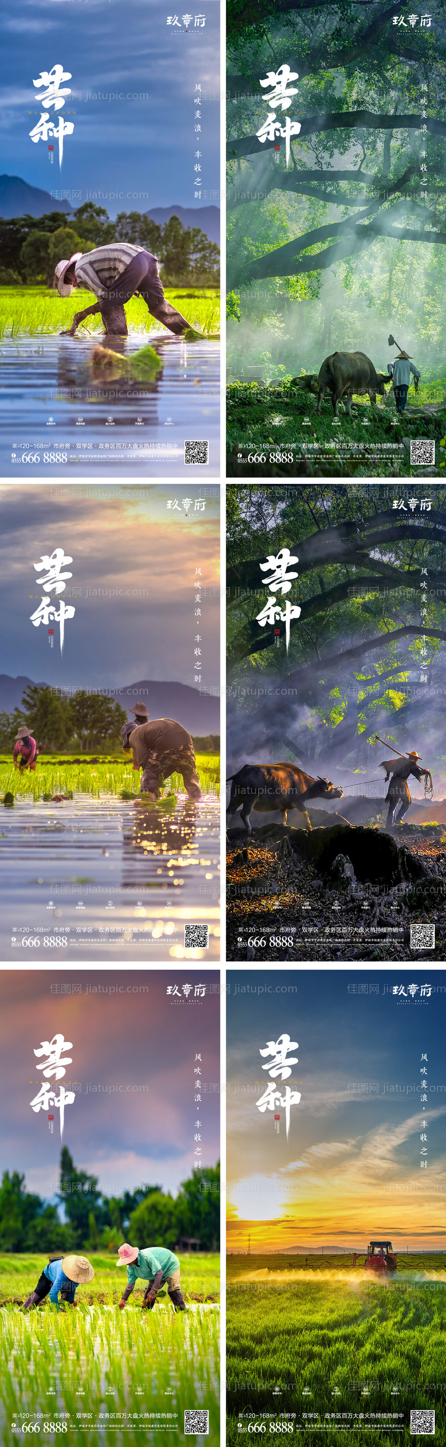 芒种节气系列海报-源文件