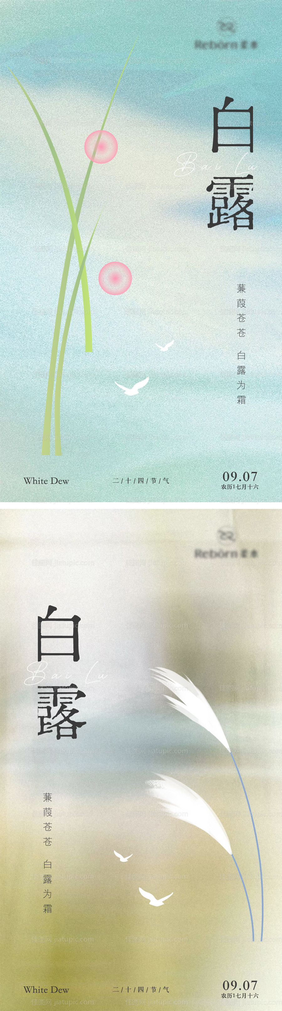 白露节气系列海报-源文件