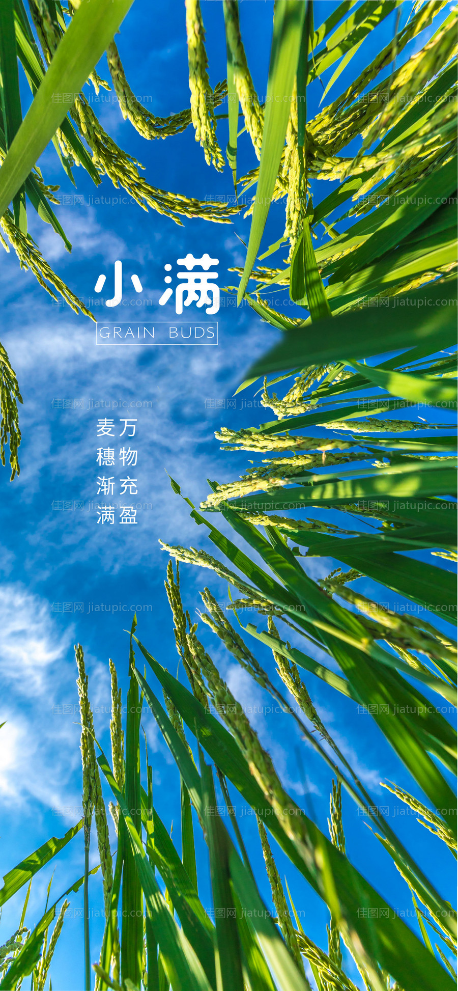 小满节气海报-源文件