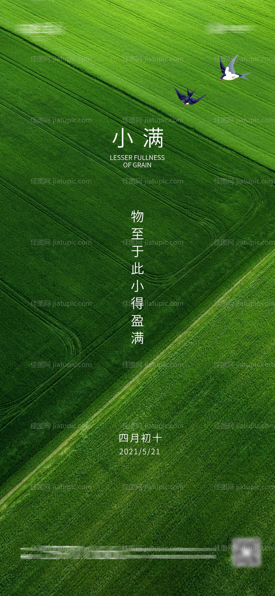 小满节气海报-源文件