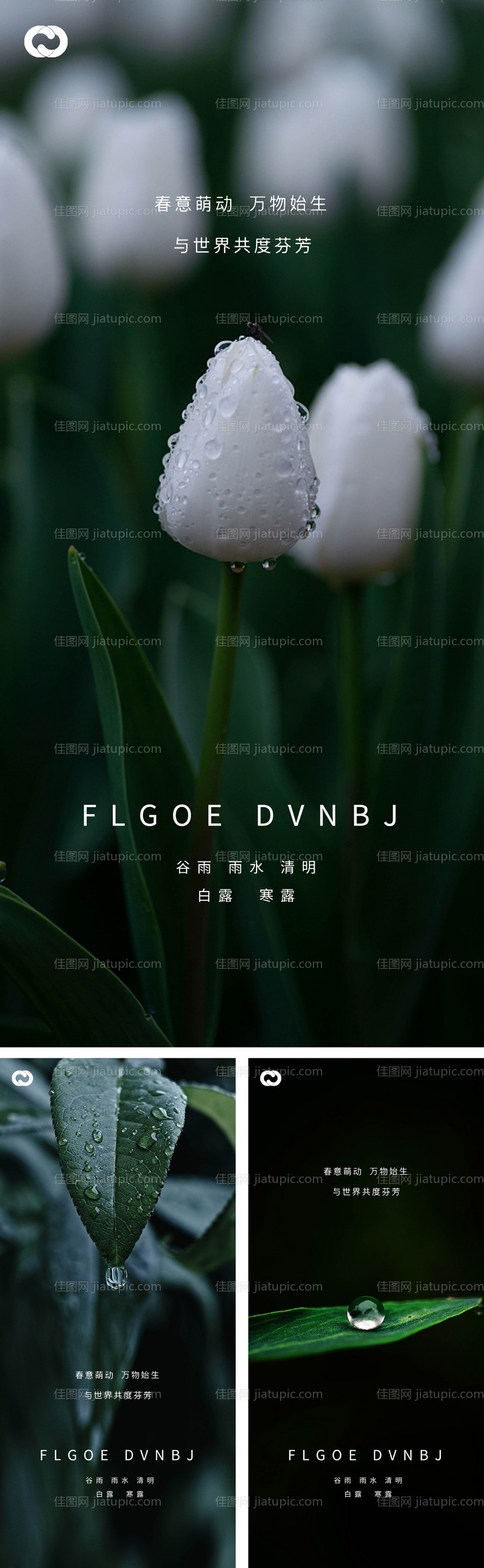 雨水谷雨清明白露寒露系列海报-源文件