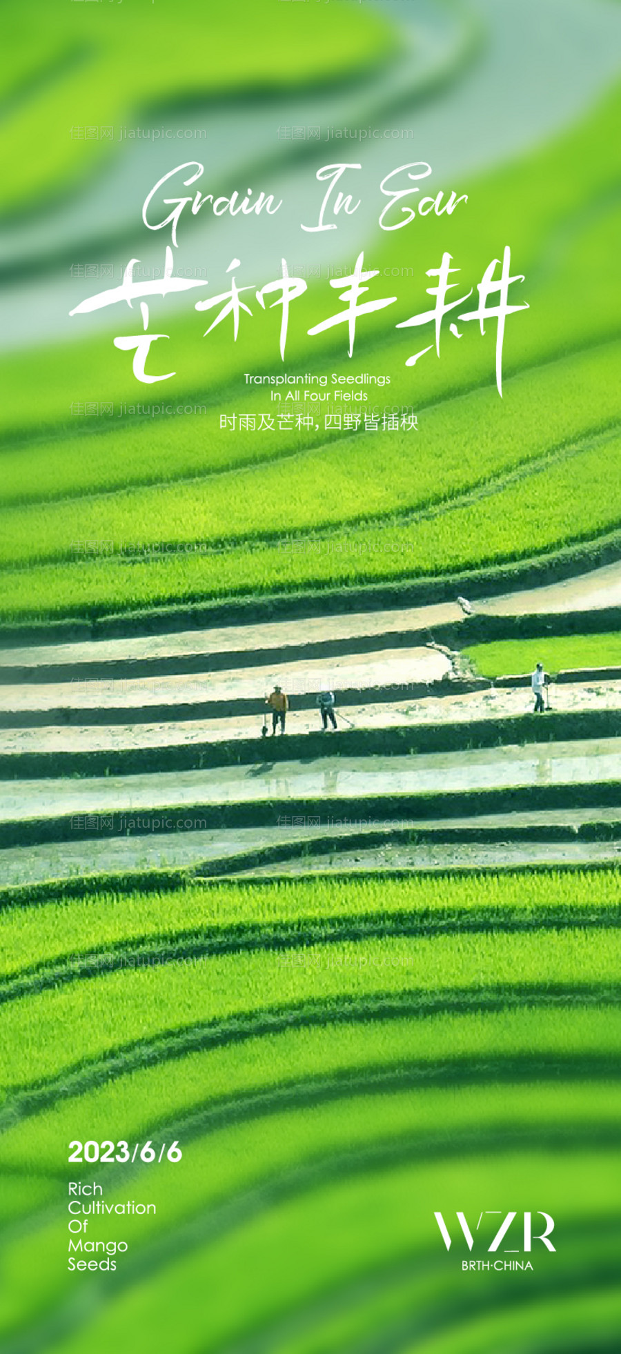 芒种海报-源文件